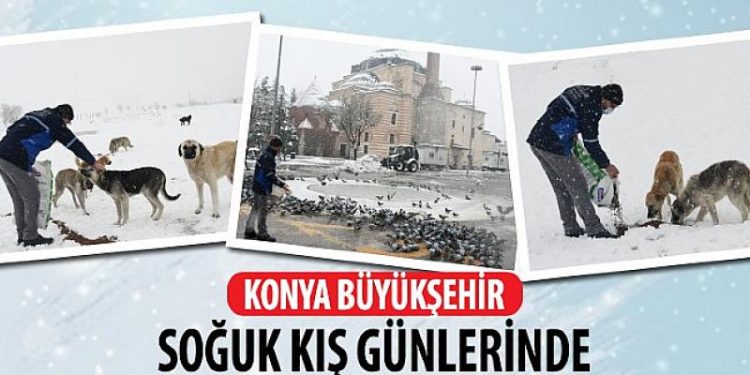 Konya Büyükşehir Soğuk Kış Günlerinde Sahipsiz Hayvanların Yanında