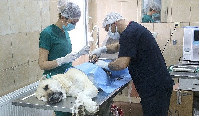 Bir Yılda 24 in 821 Sokak Hayvanına Tedavi